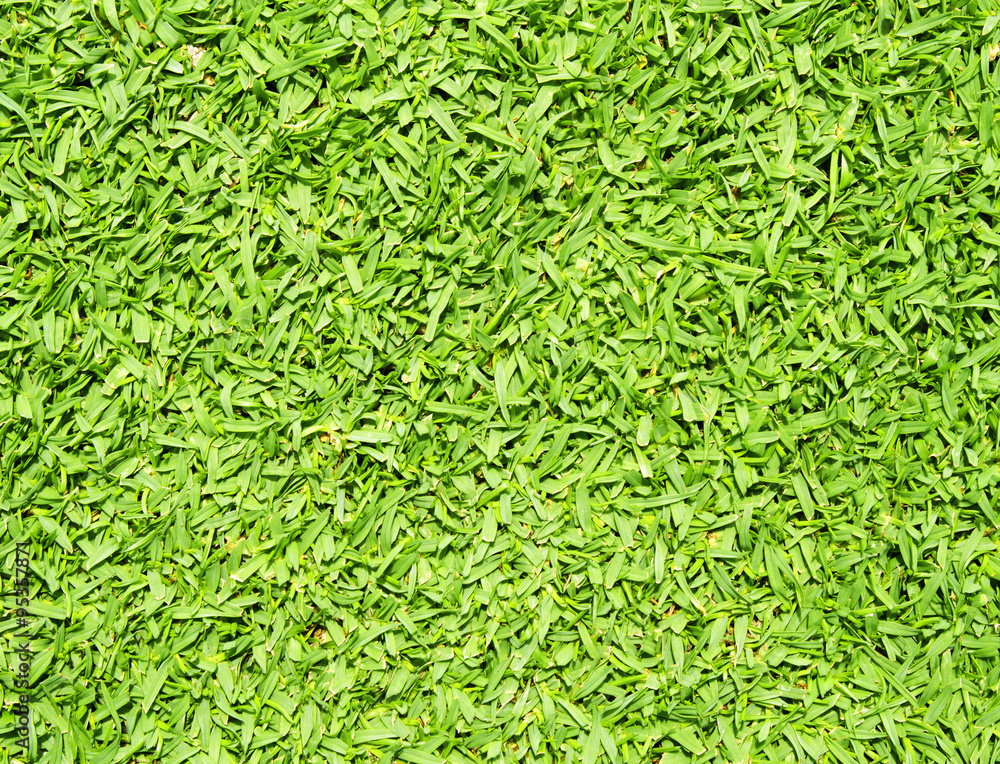 grass grass