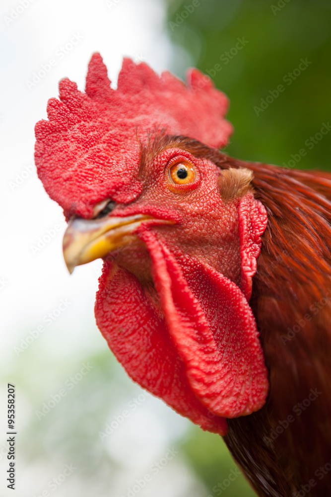 Rhode Island Red Rooster close up
