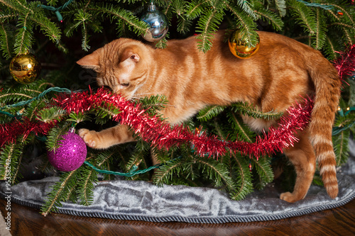 Fototapeta Naklejka Na Ścianę i Meble -  Cat playing in Christmas tree