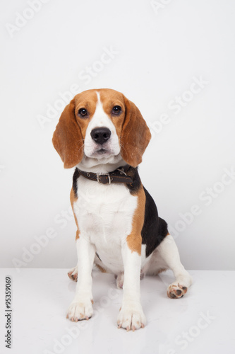 Beagle dog isolated on white background