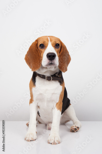 Beagle dog isolated on white background