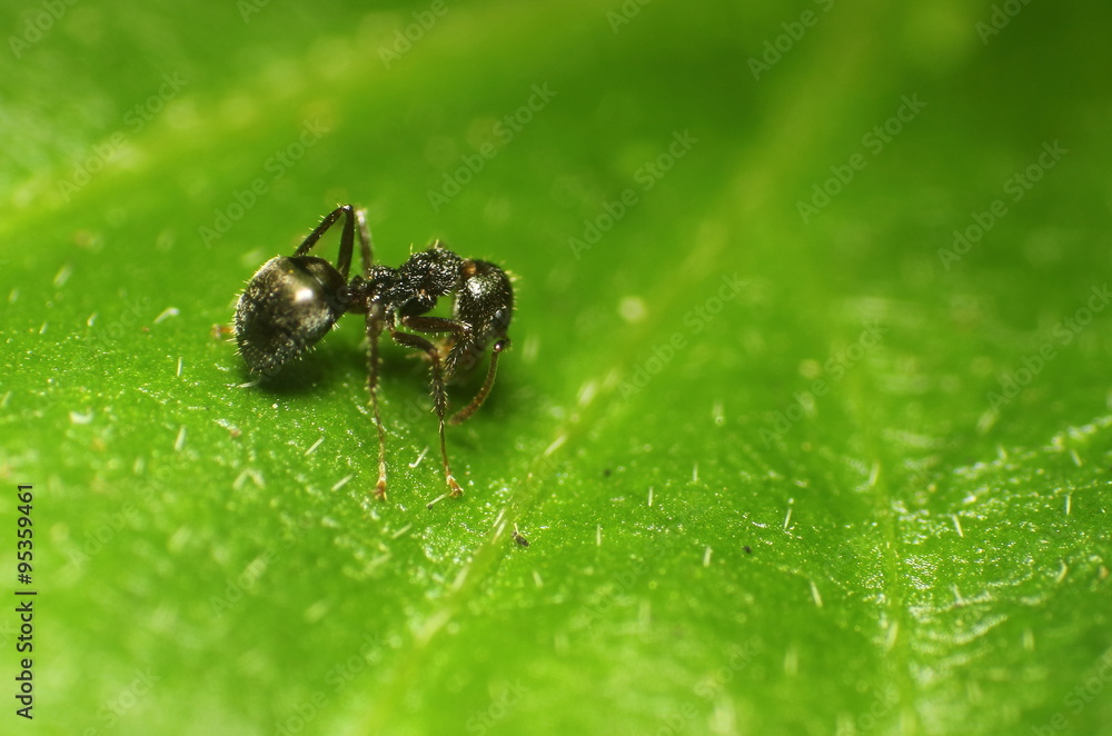 Fototapeta premium Small insect and bug