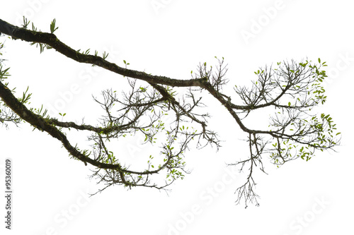 Branch isolated on white background