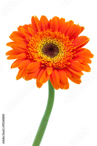 Fototapeta Naklejka Na Ścianę i Meble -  Orange Gerbera Daisy Flower