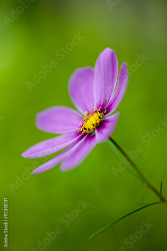 Purple cosmos flower