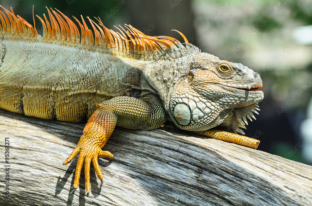 Fototapeta premium Giant green iguana