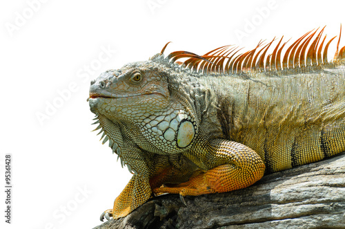 Giant  iguana close up.