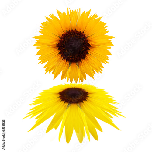 Beautiful sunflower isolated on a white background photo