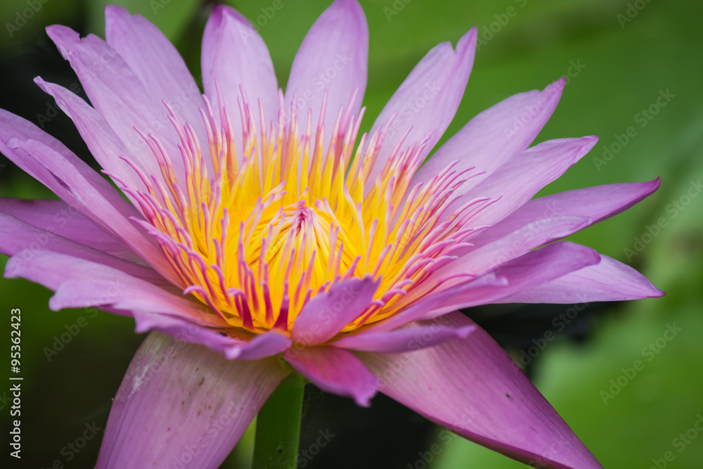 Beautiful lotus Beautiful lotus