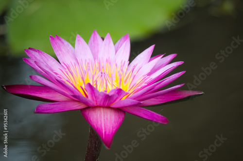 Beautiful lotus