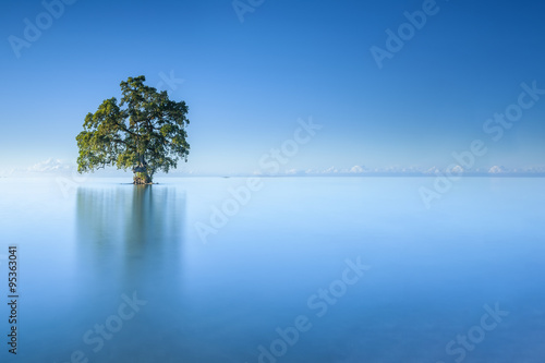 A single lonely tree in a blue sky morning in the Lahad Datu beach, Sabah Borneo Malaysia