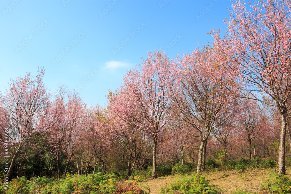 Tree of Wild Himalayan Cherry ( Prunus cerasoides ) ( Sakura in