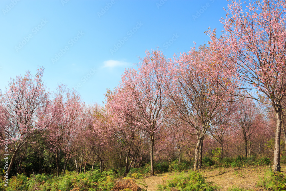 Tree of Wild Himalayan Cherry ( Prunus cerasoides ) ( Sakura in Tree of Wild Himalayan Cherry ( Prunus cerasoides ) ( Sakura in