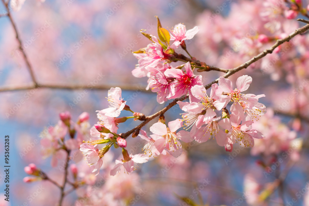 Wild Himalayan Cherry ( Prunus cerasoides ) ( Sakura in Thailand Wild Himalayan Cherry ( Prunus cerasoides ) ( Sakura in Thailand