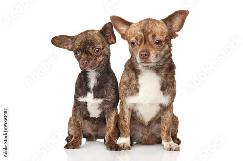 Chihuahua puppies on white background