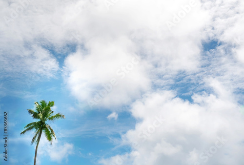 Tropical background with coconut palm trees © Irina84