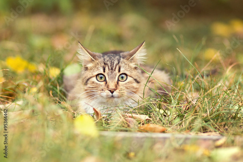 Autumn portrait of cute kitty