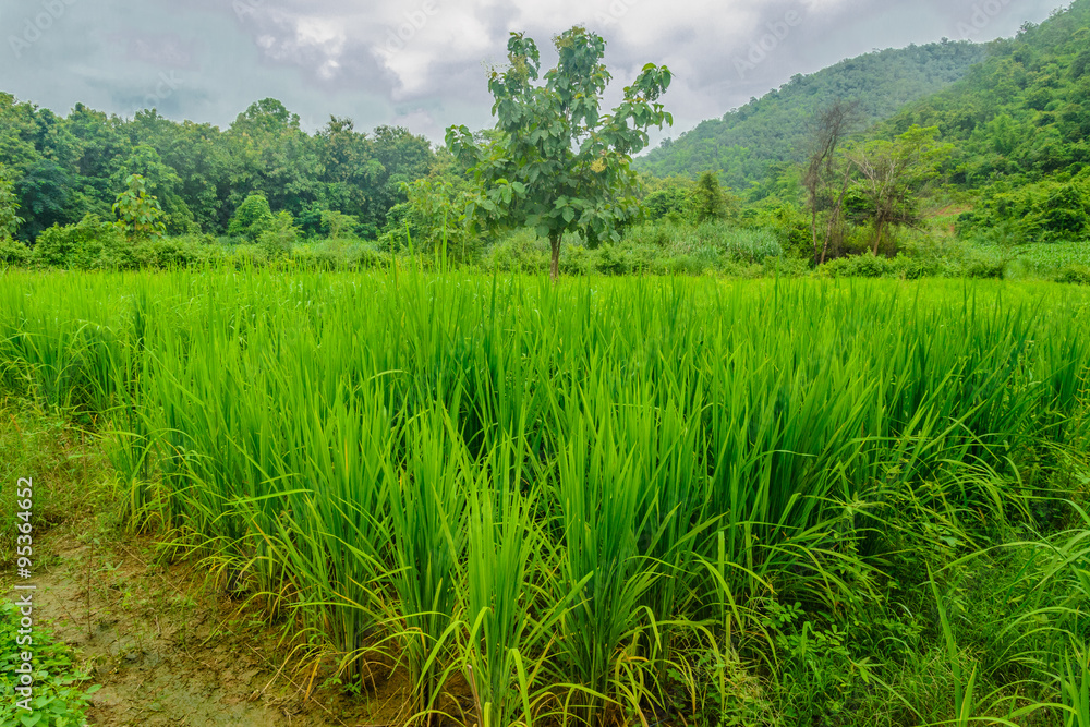 rice field local people in the morning rice field local people in the morning