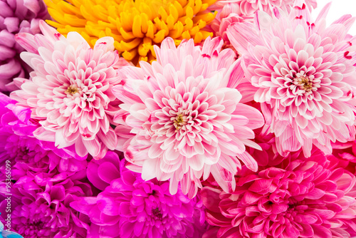 Papier peint Sweet color chrysanthemums  for the soft background.