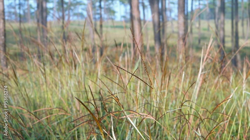 Close up grass flower with pine tree behind at PhuSoiDao national park,Thailand photo