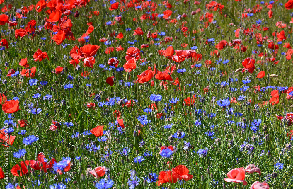 field of red poppy and blue flowers