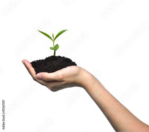 Hand holding a green young plant isolated on white background