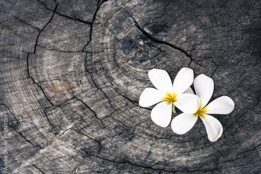 Obraz premium white flower on nature wood backround.