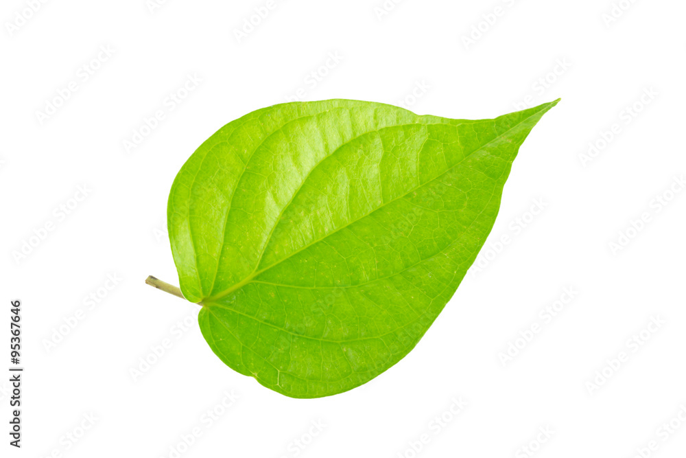 Fototapeta premium green leaf