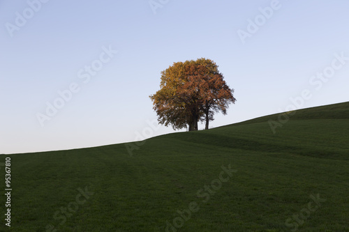 An isolated tree on the top of a hill