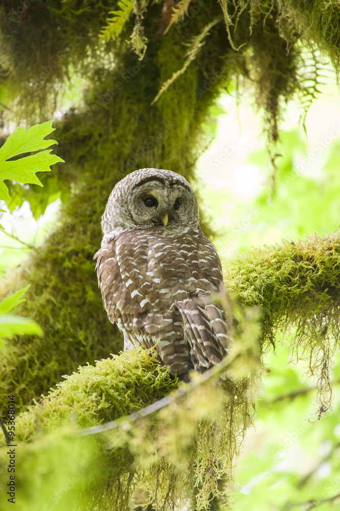 Obraz premium Barred owl in Olympic National Park