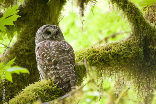 Barred owl in Olympic National Park