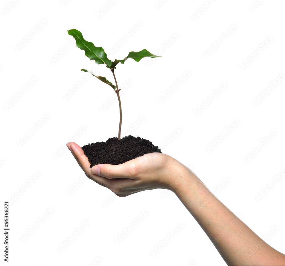 Hand holding a green young plant isolated on white background Hand holding a green young plant isolated on white background
