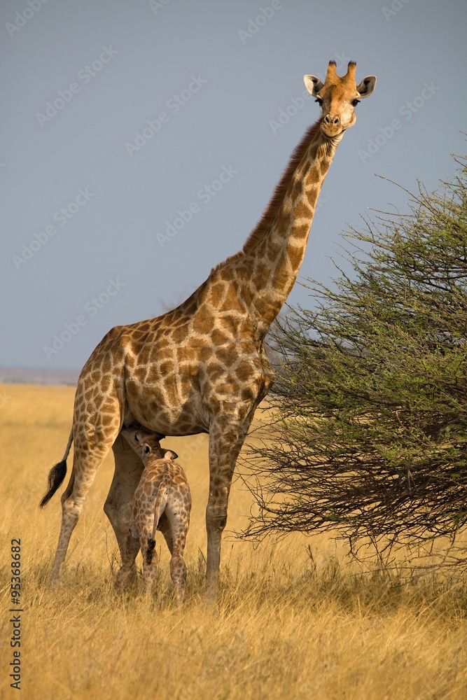 Obraz premium Giraffe, Giraffa camelopardalis, in Etosha National Park, Namibia