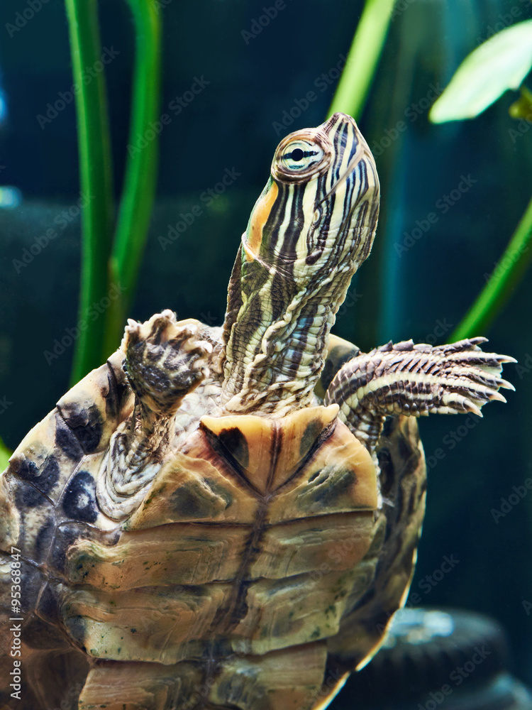 Fototapeta premium Small red-ear turtle