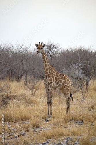 Giraffe, Giraffa camelopardalis, in Etosha National Park, Namibia