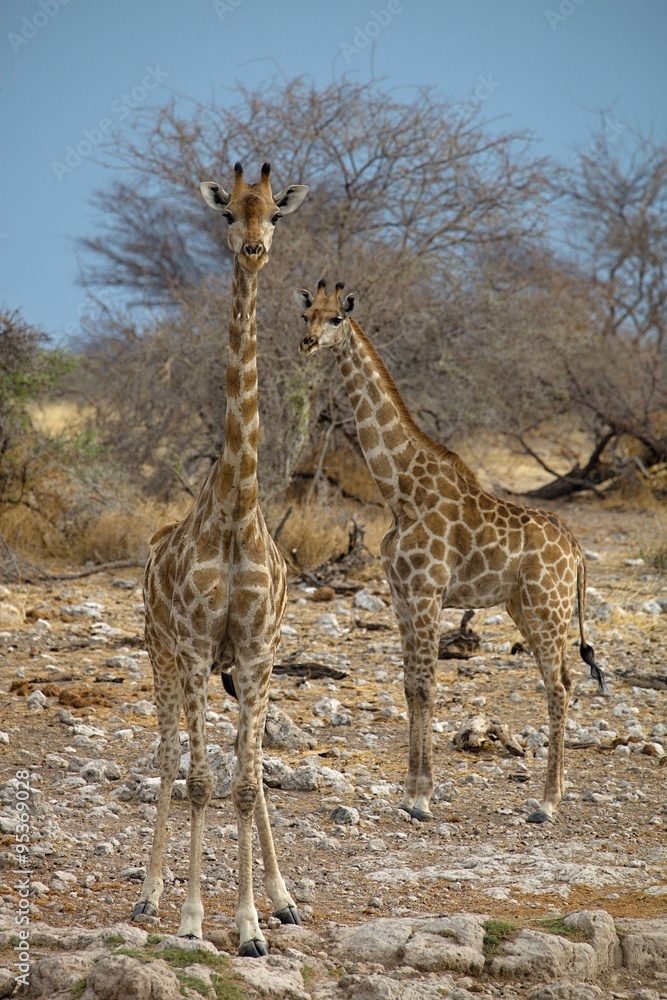 Fototapeta premium Giraffe, Giraffa camelopardalis, in Etosha National Park, Namibia