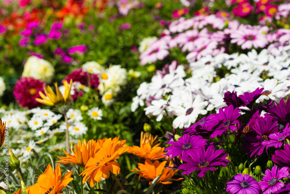 Fototapeta premium multicolored flowers Chrysanthemum