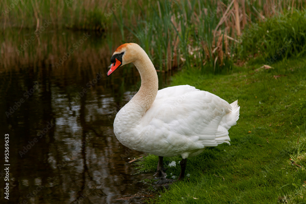 Obraz premium Swan goes in the lake