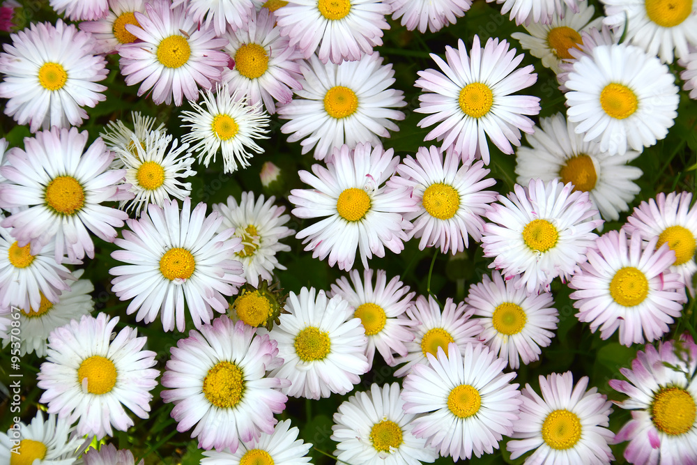 white daisy flowers in a grass white daisy flowers in a grass