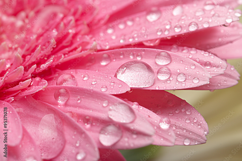 Petal of pink gerbera with dew Petal of pink gerbera with dew