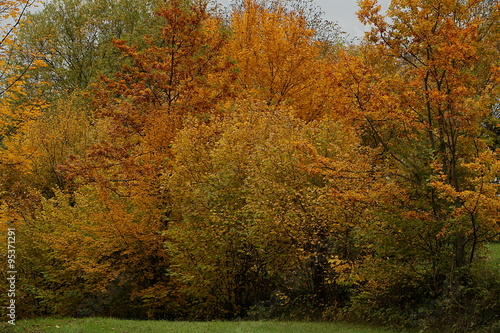 Buntes Laub der Bäume im Herbst