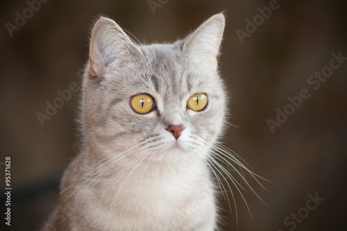 Wallpaper Mural cat Torontodigital.ca