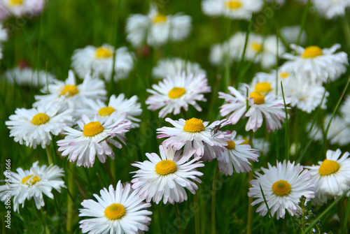 white daisy flowers in a grass