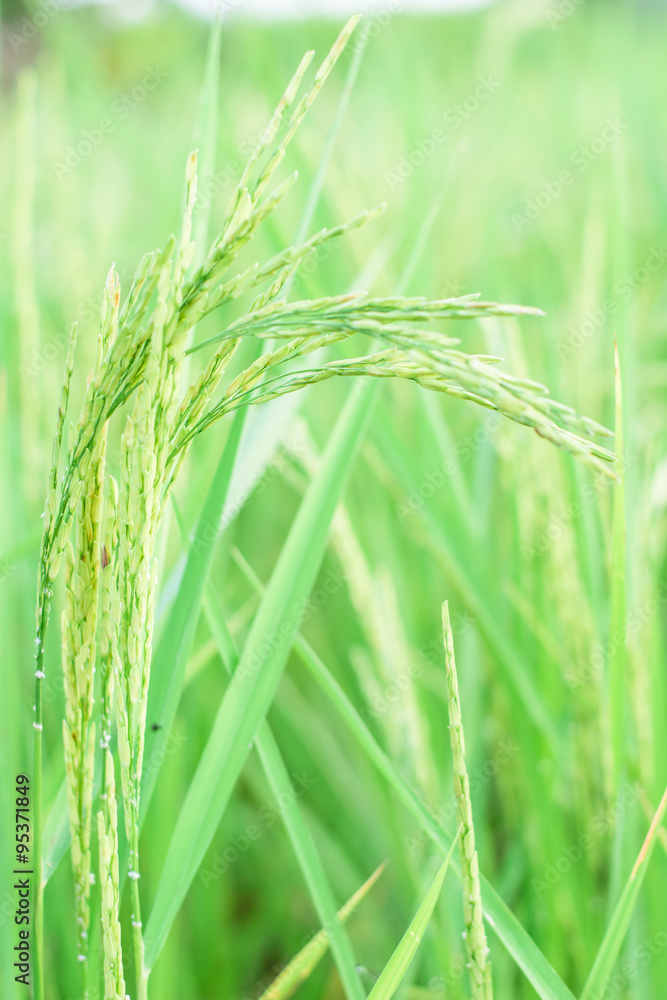 growth paddy rice in rice fields growth paddy rice in rice fields