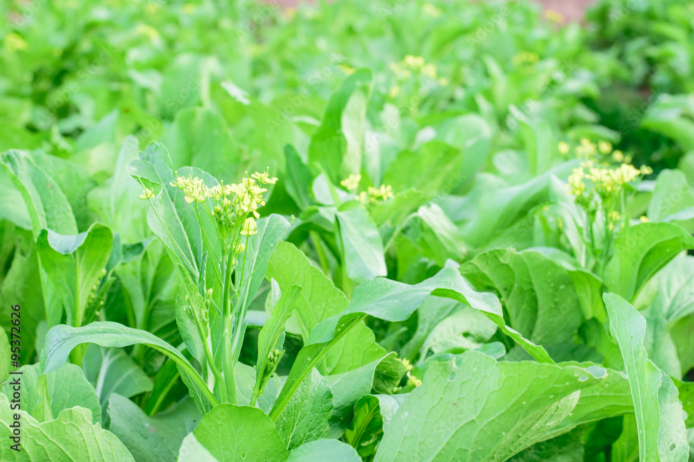 Chinese cabbage Chinese cabbage