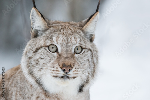 Lynx Close Up