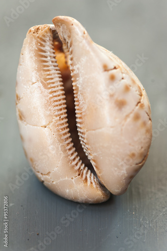 Close up of a sea shell