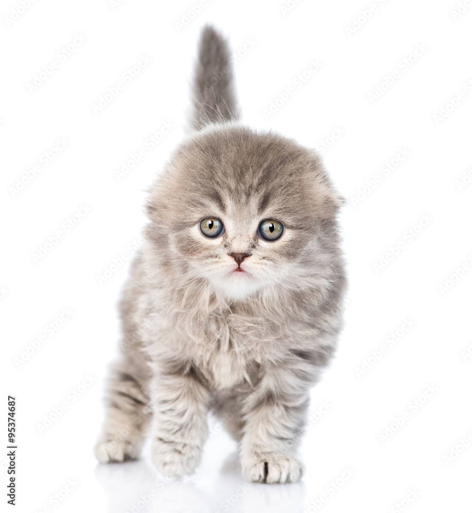 little kitten standing in front. isolated on white background