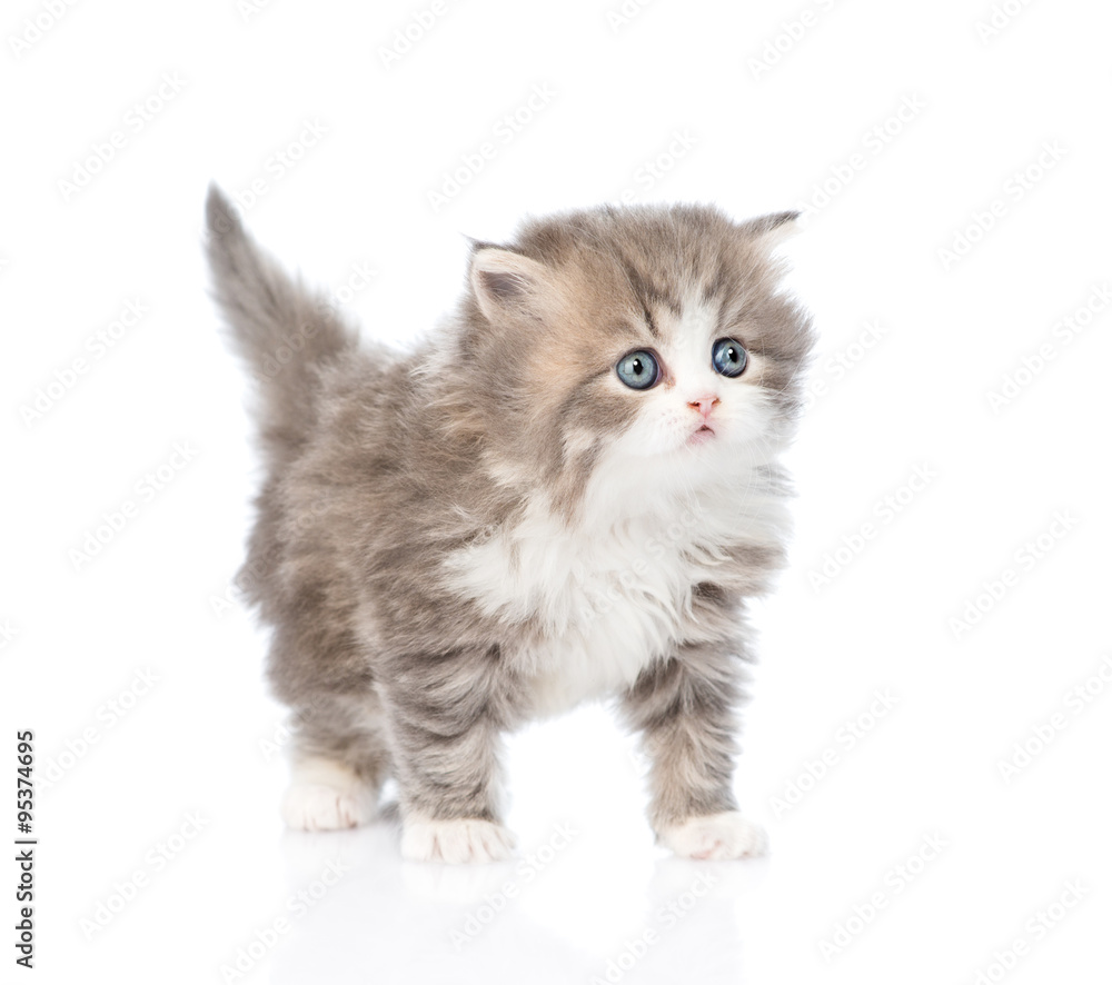 Scottish kitten looking away. isolated on white background Scottish kitten looking away. isolated on white background