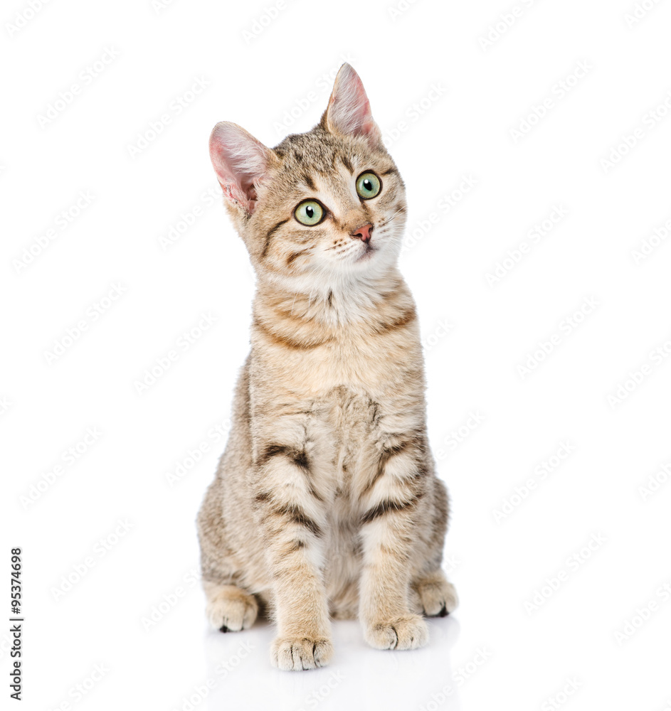 cat sitting in front and looking away. isolated on white backgro cat sitting in front and looking away. isolated on white backgro